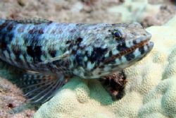 'Ualae' - Lizardfish this a.m. west shore...where else. N... by Glenn Poulain 